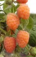 Саженцы малины Золотая роса, янтарная, ремонтантная