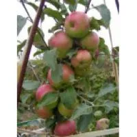 Саженцы колоновидной яблони Малюха