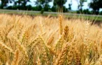 Интенсивные сорта озимой пшеницы ФХ «Бор»