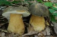 Мицелий Белый гриб темно-бронзовый (Boletus aereus)